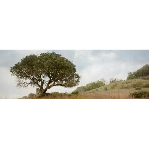 Oak Tree - 76 Black Modern Wood Framed Art Print by Blaustein, Alan