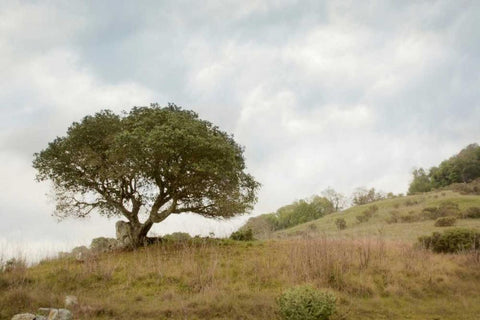 Oak Tree - 75 White Modern Wood Framed Art Print with Double Matting by Blaustein, Alan