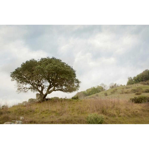 Oak Tree - 75 Black Modern Wood Framed Art Print by Blaustein, Alan