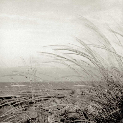 Tuscan Coast Dunes - 1 Black Ornate Wood Framed Art Print with Double Matting by Blaustein, Alan