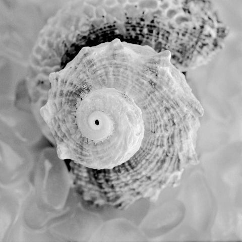 Crystal Cove - 41 Black Modern Wood Framed Art Print by Blaustein, Alan