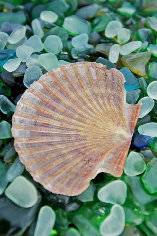 Crystal Cove - 25 Black Ornate Wood Framed Art Print with Double Matting by Blaustein, Alan