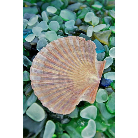 Crystal Cove - 25 Black Modern Wood Framed Art Print by Blaustein, Alan