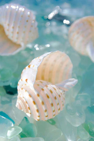 Crystal Cove - 24 Black Ornate Wood Framed Art Print with Double Matting by Blaustein, Alan