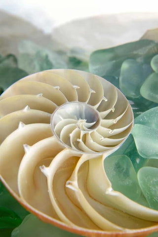 Crystal Cove - 27 Black Ornate Wood Framed Art Print with Double Matting by Blaustein, Alan