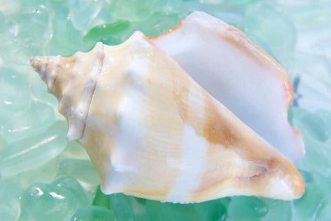 Crystal Cove - 28 White Modern Wood Framed Art Print with Double Matting by Blaustein, Alan