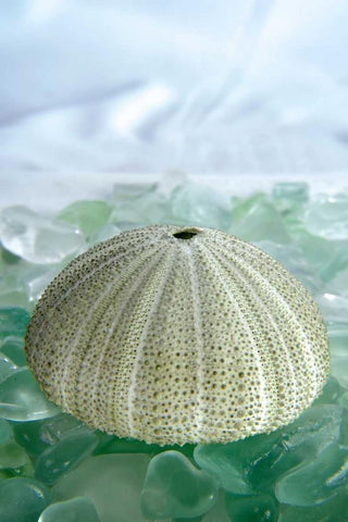 Crystal Harbor - 23 White Modern Wood Framed Art Print with Double Matting by Blaustein, Alan