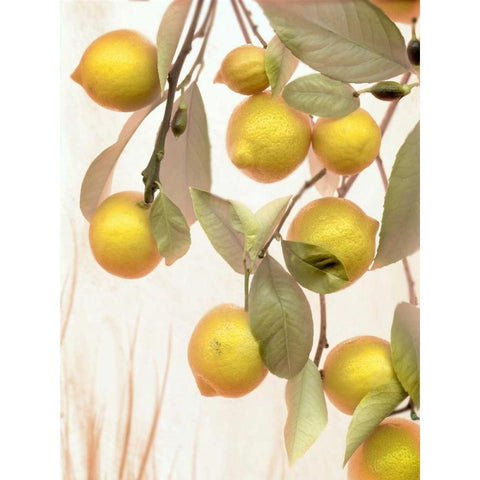 Lemons - 1 Black Modern Wood Framed Art Print with Double Matting by Blaustein, Alan