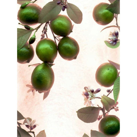 Limes - 1 Gold Ornate Wood Framed Art Print with Double Matting by Blaustein, Alan