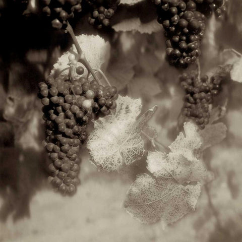 Grapes Sepia - 40A White Modern Wood Framed Art Print by Blaustein, Alan