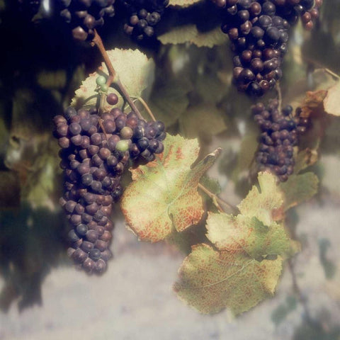 Grapes Color - 40 Black Modern Wood Framed Art Print by Blaustein, Alan