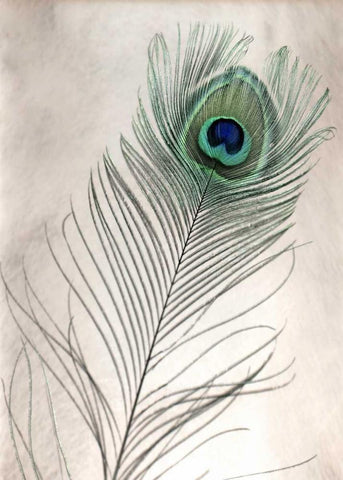 Feathers - 11 Black Ornate Wood Framed Art Print with Double Matting by Blaustein, Alan