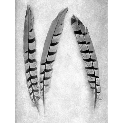 Feather B-W - 1 White Modern Wood Framed Art Print by Blaustein, Alan