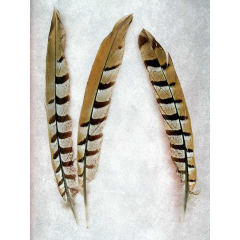 Feather - 1 White Modern Wood Framed Art Print by Blaustein, Alan