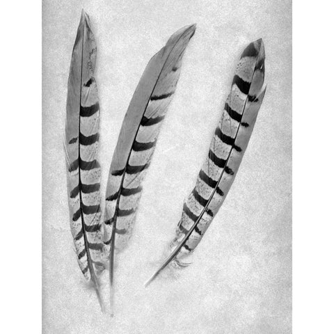 Feathers B-W - 1 Black Modern Wood Framed Art Print by Blaustein, Alan