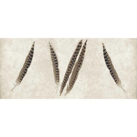 Feather Panel - 2 Black Modern Wood Framed Art Print with Double Matting by Blaustein, Alan