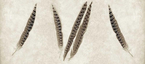 Feather Panel - 2 White Modern Wood Framed Art Print with Double Matting by Blaustein, Alan