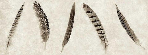 Feathers Panel - 1 Black Ornate Wood Framed Art Print with Double Matting by Blaustein, Alan