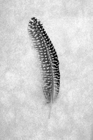 Feathers - 5 White Modern Wood Framed Art Print with Double Matting by Blaustein, Alan