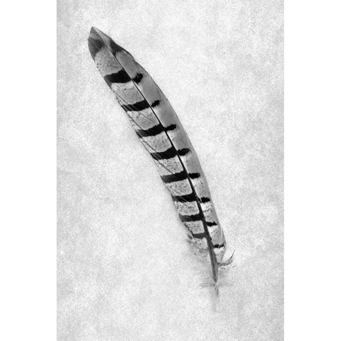 Feathers - 6 Black Modern Wood Framed Art Print by Blaustein, Alan