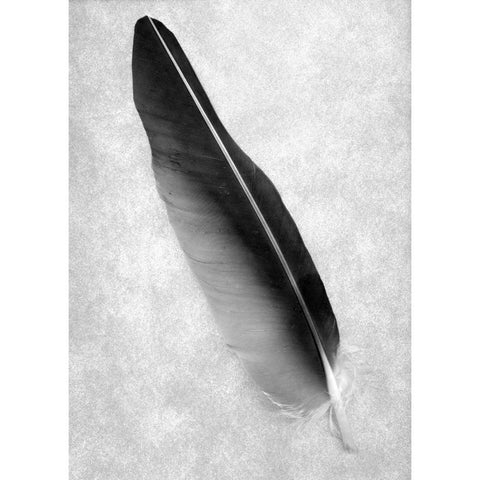 Feathers - 7 White Modern Wood Framed Art Print by Blaustein, Alan