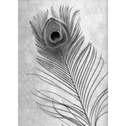 Feathers - 10 Black Modern Wood Framed Art Print with Double Matting by Blaustein, Alan