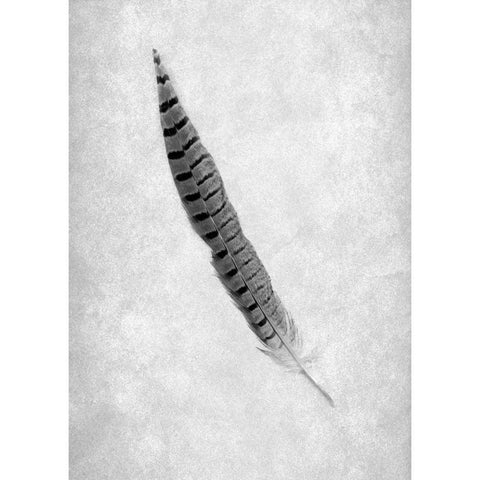 Feathers - 8 Black Modern Wood Framed Art Print with Double Matting by Blaustein, Alan