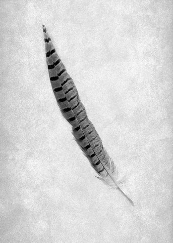 Feathers - 8 White Modern Wood Framed Art Print with Double Matting by Blaustein, Alan