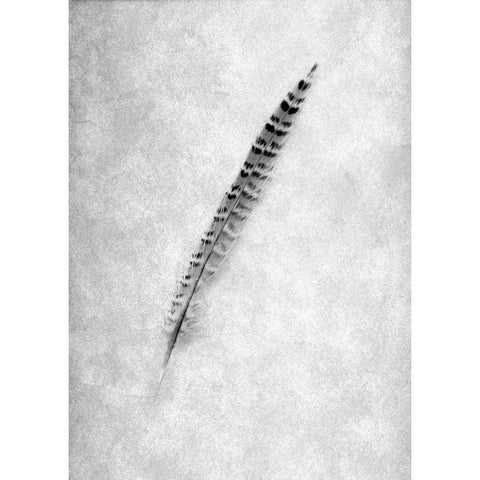 Feathers - 9 White Modern Wood Framed Art Print by Blaustein, Alan