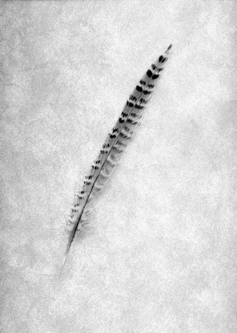 Feathers - 9 Black Ornate Wood Framed Art Print with Double Matting by Blaustein, Alan