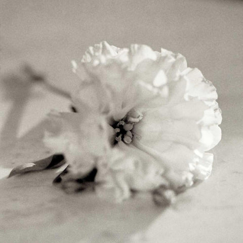 Florison - 28 Black Modern Wood Framed Art Print with Double Matting by Blaustein, Alan