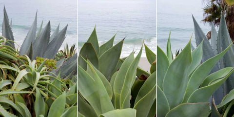 Laguna Coast - 2 Black Ornate Wood Framed Art Print with Double Matting by Blaustein, Alan