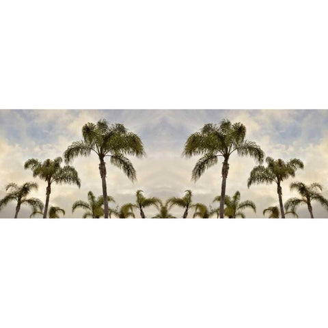 Palm Banner - 2 - Color White Modern Wood Framed Art Print by Blaustein, Alan