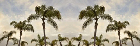 Palm Banner - 2 - Color Black Ornate Wood Framed Art Print with Double Matting by Blaustein, Alan