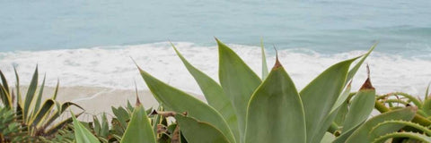 untitled Black Ornate Wood Framed Art Print with Double Matting by Blaustein, Alan