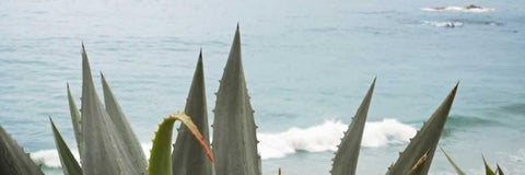 Spirit 2015 Black Ornate Wood Framed Art Print with Double Matting by Blaustein, Alan