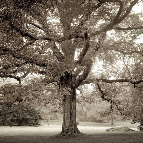 Hampton Maple - 1 White Modern Wood Framed Art Print by Blaustein, Alan