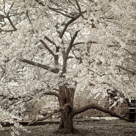 Hampton Magnolia - 2 White Modern Wood Framed Art Print by Blaustein, Alan