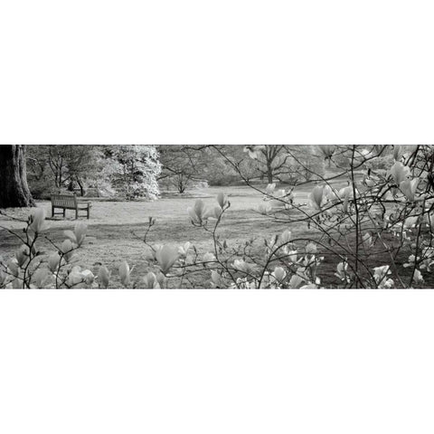 Hampton Magnolia - 1 Black Modern Wood Framed Art Print with Double Matting by Blaustein, Alan