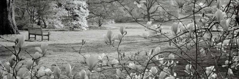 Hampton Magnolia - 1 White Modern Wood Framed Art Print with Double Matting by Blaustein, Alan