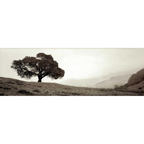 Black Oak - 1 White Modern Wood Framed Art Print by Blaustein, Alan