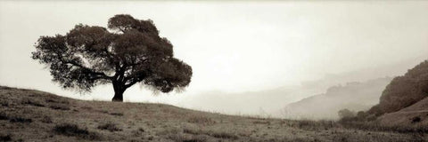 Black Oak - 1 White Modern Wood Framed Art Print with Double Matting by Blaustein, Alan