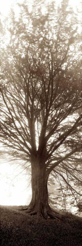 Hampton Gates Tree No.1 White Modern Wood Framed Art Print with Double Matting by Blaustein, Alan