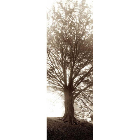 Hampton Gates Tree No.1 Black Modern Wood Framed Art Print with Double Matting by Blaustein, Alan