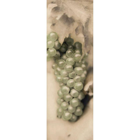 Pinot Blanc Black Modern Wood Framed Art Print by Blaustein, Alan