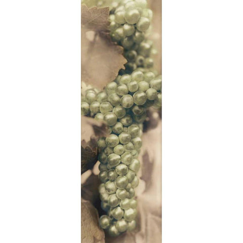 Chardonnay Black Modern Wood Framed Art Print by Blaustein, Alan