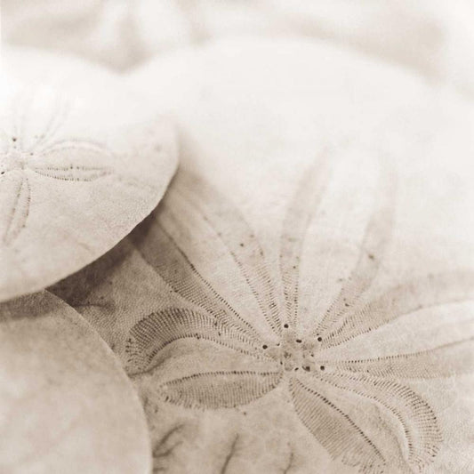 Image Only