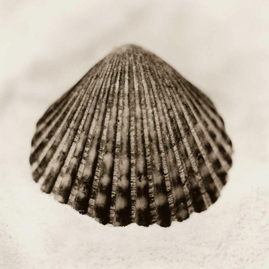 Image Only