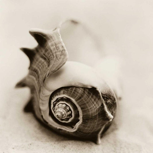 Image Only