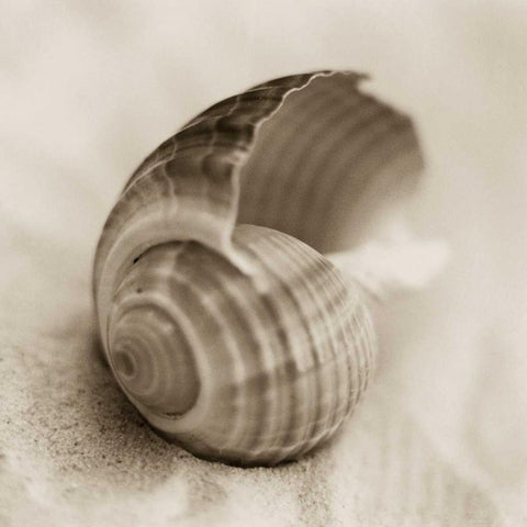 La Playa No3 Black Ornate Wood Framed Art Print with Double Matting by Blaustein, Alan